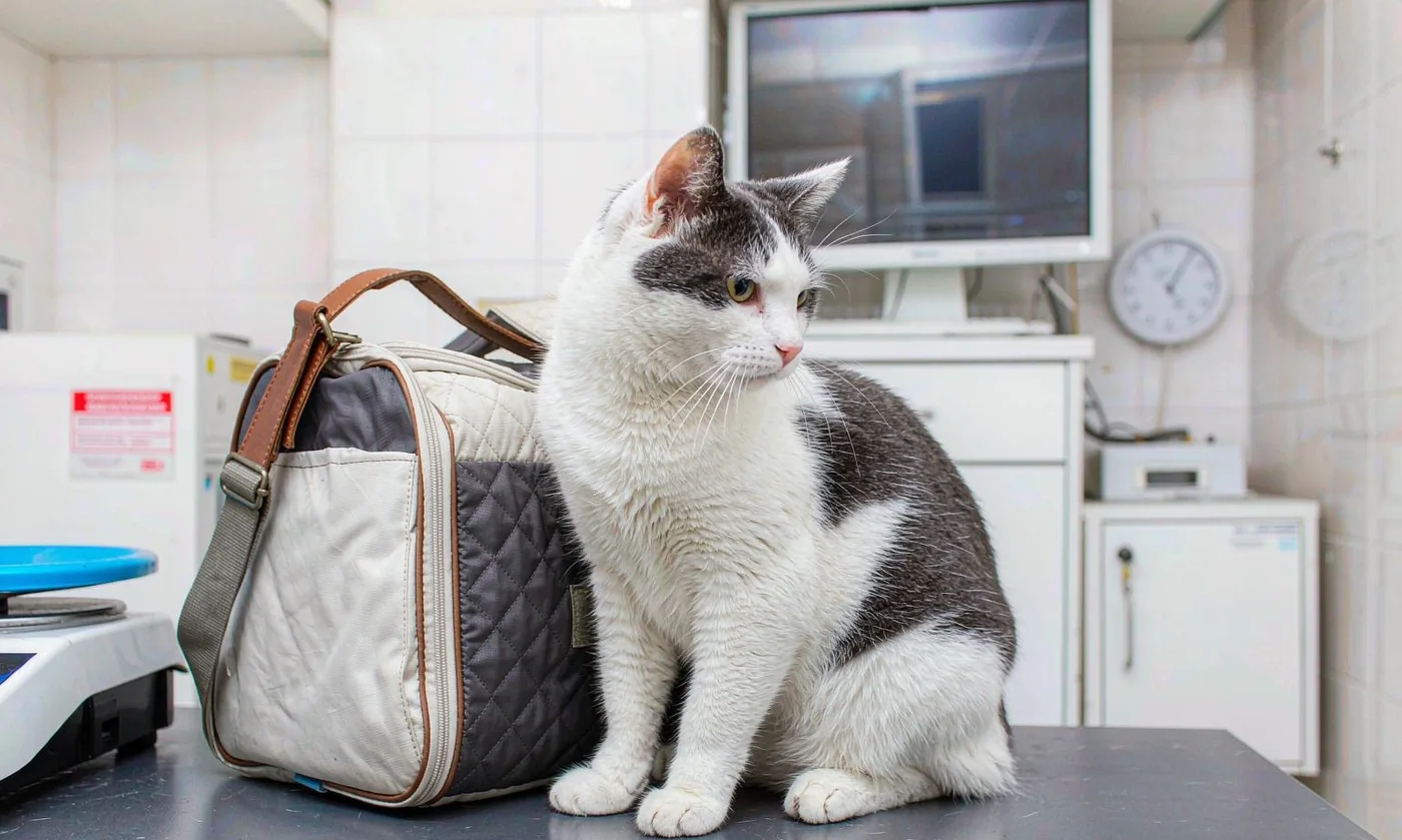 Pet Bag Magento: Catalogue Scale and Ownership Cost - detail view supplied by QUANZHOU JUNYUAN BAGS