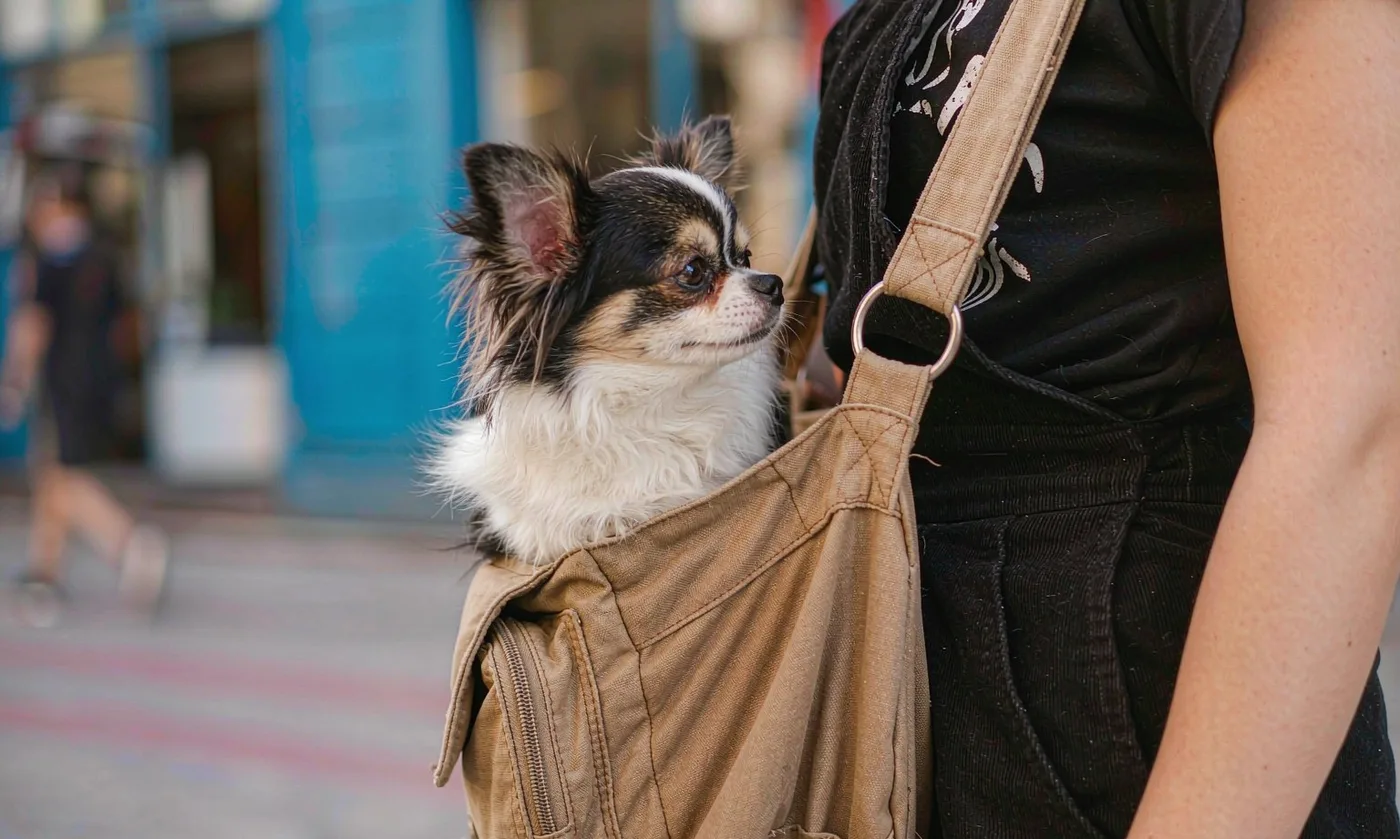 Pet Bag Margin Analysis: Wholesale Profitability - detail view supplied by QUANZHOU JUNYUAN BAGS