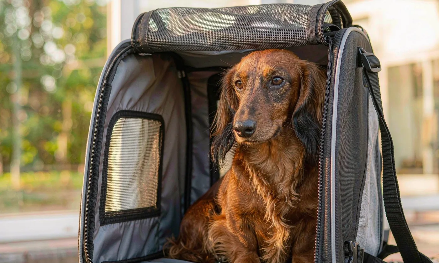 Pet Bag CMS: Content Management for Pet Bag Listings - detail view supplied by QUANZHOU JUNYUAN BAGS